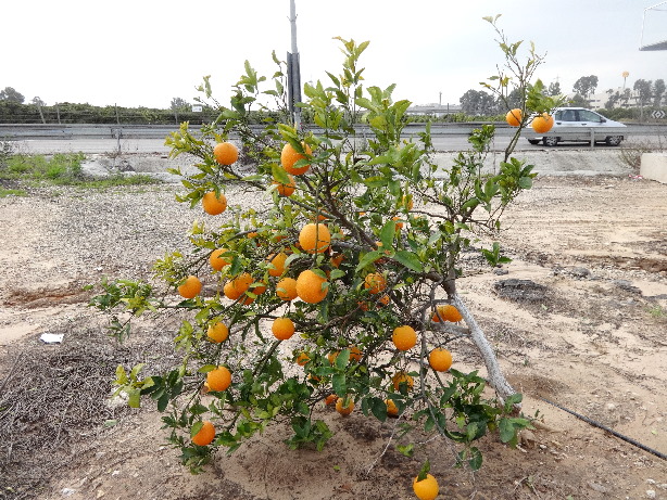 Orangenbaum