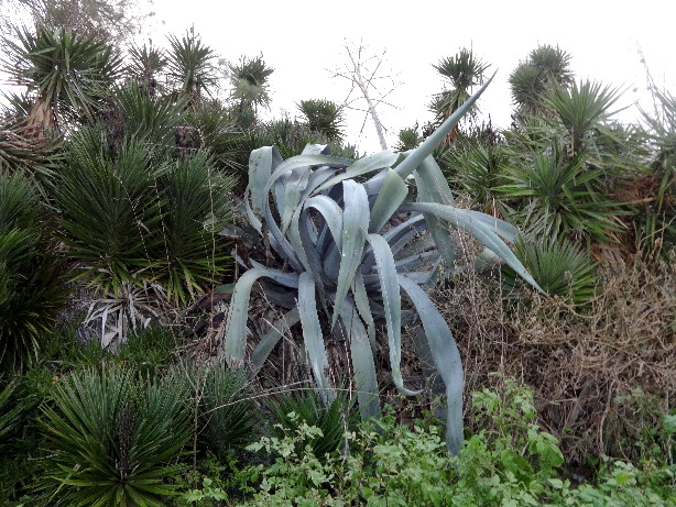 Echte Aloe / Aloe Vera