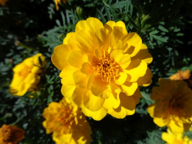Tagetes
