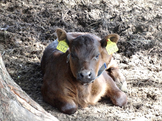 Kleines Kalb