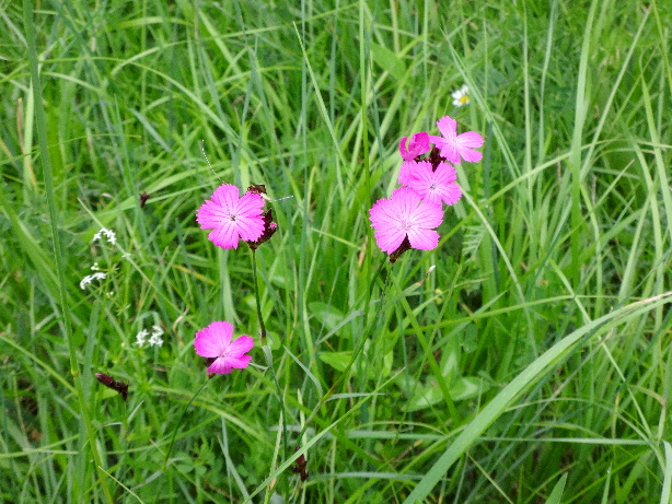 Blutroter Storchenschnabel / Geranium Sanguineum, Geraniaceae