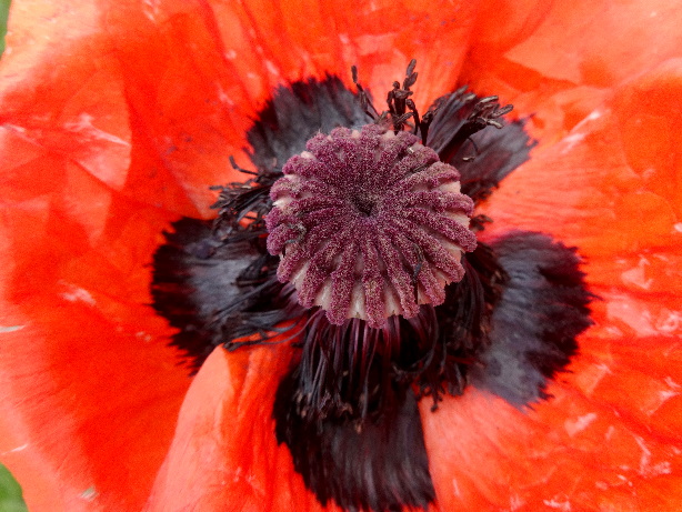 Mohn