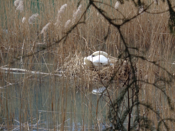 Brütender Schwan