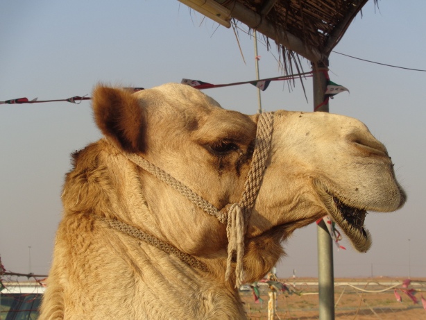 Kamel
